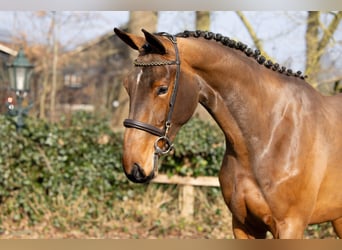 KWPN, Jument, 3 Ans, 168 cm