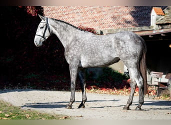 KWPN, Jument, 3 Ans, 168 cm, Gris pommelé