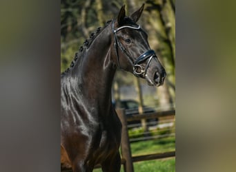 KWPN, Jument, 3 Ans, 168 cm, Noir