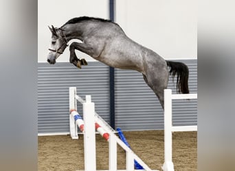 KWPN, Jument, 3 Ans, 169 cm, Gris