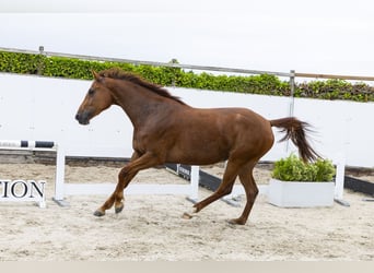 KWPN, Jument, 3 Ans, 170 cm, Alezan