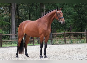 KWPN, Jument, 3 Ans, 170 cm, Bai