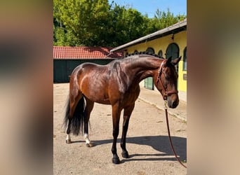 KWPN, Jument, 3 Ans, 170 cm, Bai