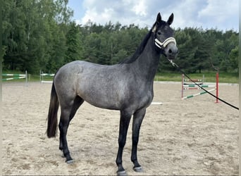 KWPN, Jument, 3 Ans, 170 cm, Gris