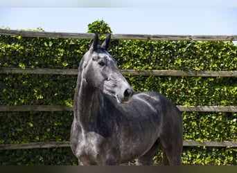 KWPN, Jument, 3 Ans, 170 cm, Gris