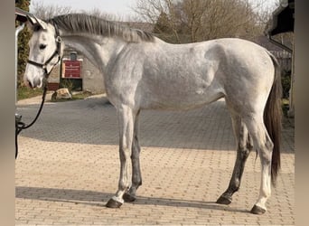KWPN, Jument, 3 Ans, 170 cm, Isabelle