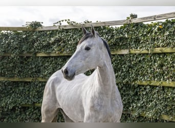 KWPN, Jument, 3 Ans, 171 cm, Gris