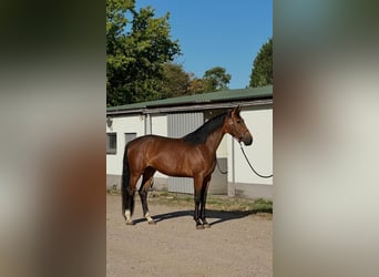 KWPN, Jument, 3 Ans, 172 cm, Bai