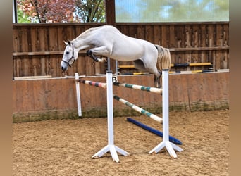 KWPN, Jument, 3 Ans, 173 cm, Gris