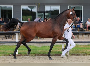 KWPN, Jument, 3 Ans, 175 cm, Bai