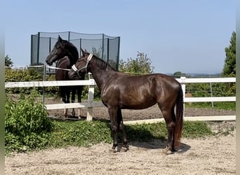 KWPN, Jument, 3 Ans, 175 cm, Buckskin