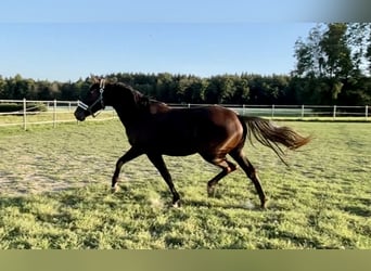 KWPN, Jument, 3 Ans, 175 cm, Buckskin