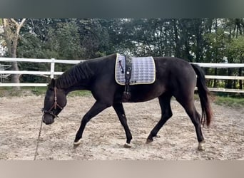 KWPN, Jument, 3 Ans, 175 cm, Buckskin