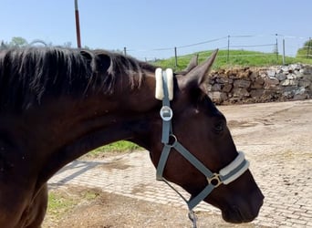 KWPN, Jument, 3 Ans, 175 cm, Buckskin