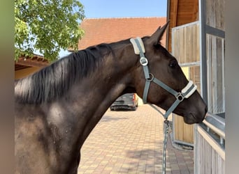 KWPN, Jument, 3 Ans, 175 cm, Buckskin