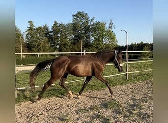 KWPN, Jument, 3 Ans, 175 cm, Buckskin