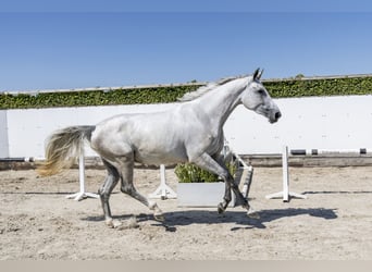 KWPN, Jument, 3 Ans, 175 cm, Gris