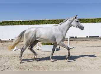 KWPN, Jument, 3 Ans, 175 cm, Gris