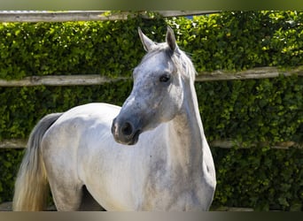 KWPN, Jument, 3 Ans, 175 cm, Gris