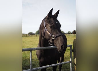 KWPN Croisé, Jument, 3 Ans, 176 cm, Noir