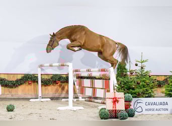 KWPN, Jument, 3 Ans, Alezan