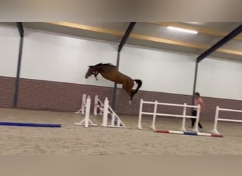 KWPN, Jument, 3 Ans