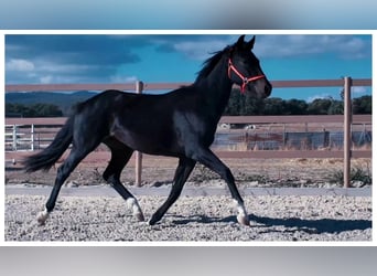 KWPN, Jument, 3 Ans, Noir