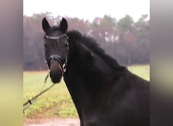 KWPN, Jument, 4 Ans, 158 cm, Noir