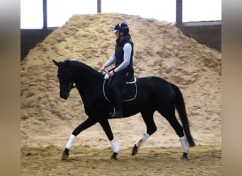 KWPN, Jument, 4 Ans, 158 cm, Noir