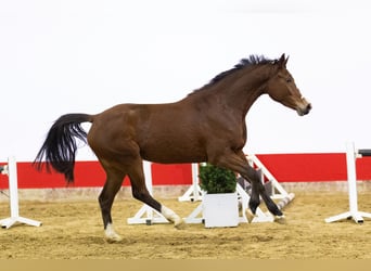 KWPN, Jument, 4 Ans, 160 cm