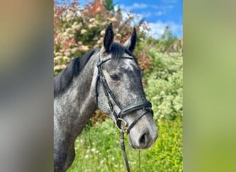 KWPN, Jument, 4 Ans, 160 cm, Gris