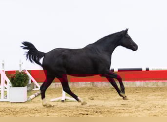 KWPN, Jument, 4 Ans, 161 cm, Noir