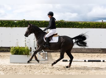 KWPN, Jument, 4 Ans, 161 cm, Noir