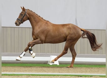 KWPN, Jument, 4 Ans, 162 cm, Alezan brûlé