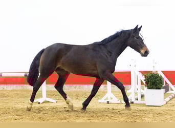 KWPN, Jument, 4 Ans, 162 cm, Bai brun