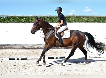 KWPN, Jument, 4 Ans, 162 cm, Bai brun
