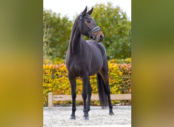 KWPN, Jument, 4 Ans, 162 cm, Bai brun foncé