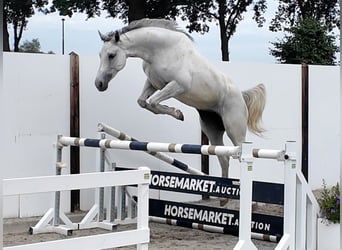 KWPN, Jument, 4 Ans, 162 cm, Gris