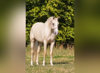 KWPN, Jument, 4 Ans, 162 cm, Palomino
