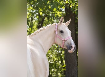 KWPN, Jument, 4 Ans, 162 cm, Palomino