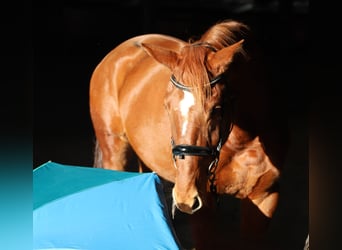 KWPN, Jument, 4 Ans, 163 cm, Alezan