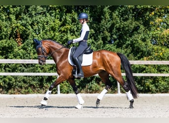 KWPN, Jument, 4 Ans, 163 cm, Bai cerise