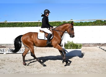 KWPN, Jument, 4 Ans, 163 cm, Bai