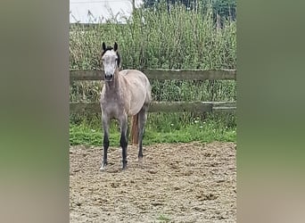 KWPN, Jument, 4 Ans, 163 cm, Gris