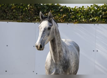 KWPN, Jument, 4 Ans, 163 cm, Gris pommelé