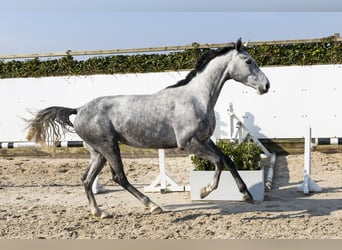 KWPN, Jument, 4 Ans, 163 cm, Gris pommelé