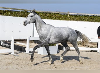 KWPN, Jument, 4 Ans, 163 cm, Gris pommelé