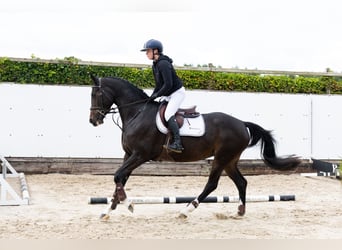 KWPN, Jument, 4 Ans, 164 cm, Noir