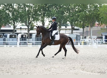 KWPN, Jument, 4 Ans, 165 cm, Bai brun
