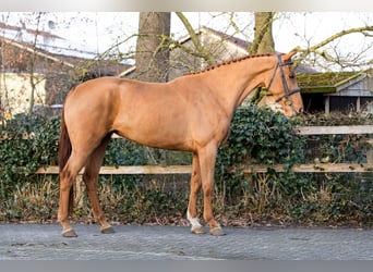 KWPN, Jument, 4 Ans, 165 cm